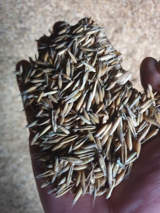 Sprzedam owies jary zbiór 2025