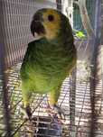 Amazona aestiva xanthopterys