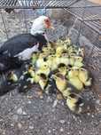 Patos mudos novos