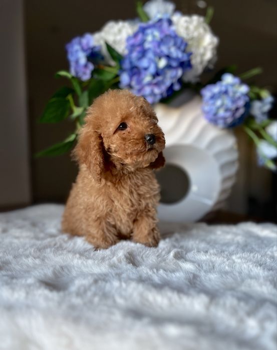 Pudel toy mini chłopiec