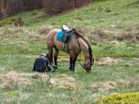 AQH American Quarter Horse ogier