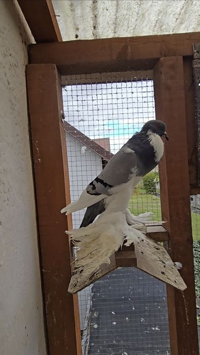 Garłacz Pomorski samica 25