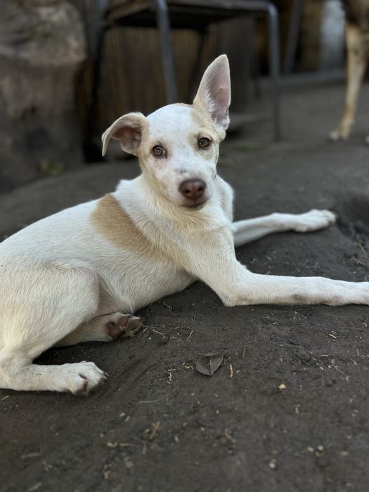 Лейла щенок девочка