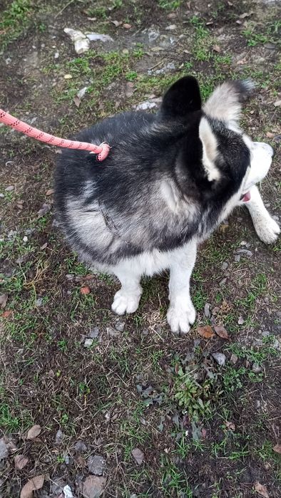 Хаскі в добрі руки