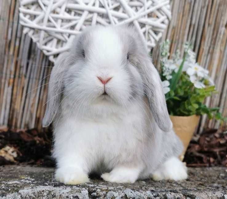 KIT Coelhos anões orelhudos, mini lop super inteligentes e dóceis