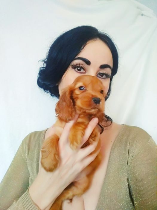 Продається англійська спаніелька