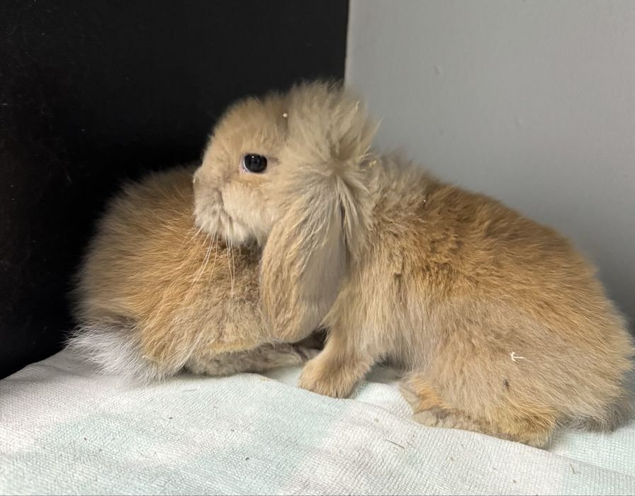 Coelhos anões (orelhudos)