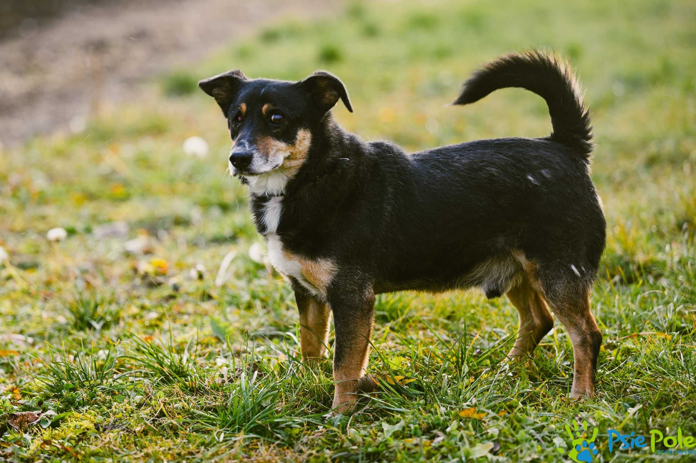 Przyjacielski SYLWUŚ prosi o domek na zawsze, adopcja