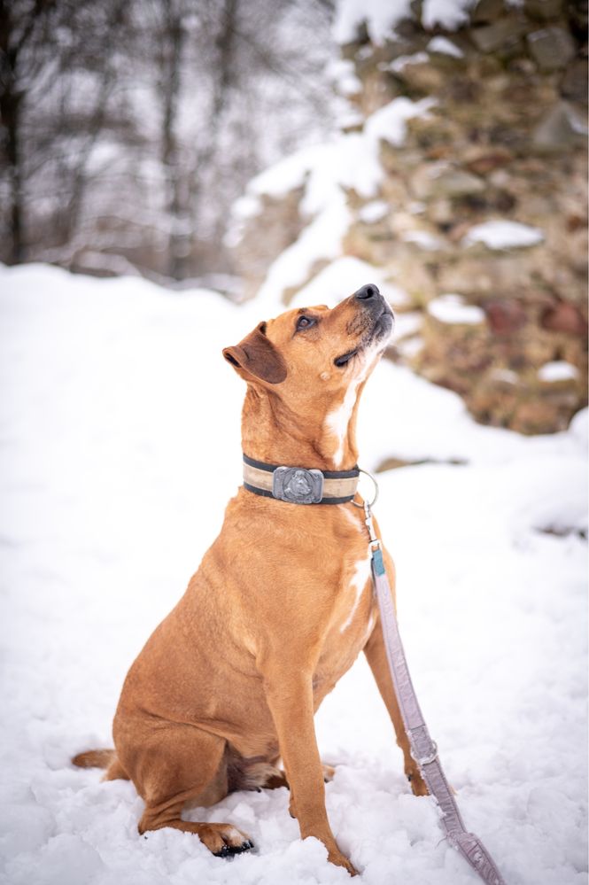 Kochana suczka w typie ras: amstaff i bokser. Duży pies do adopcji.