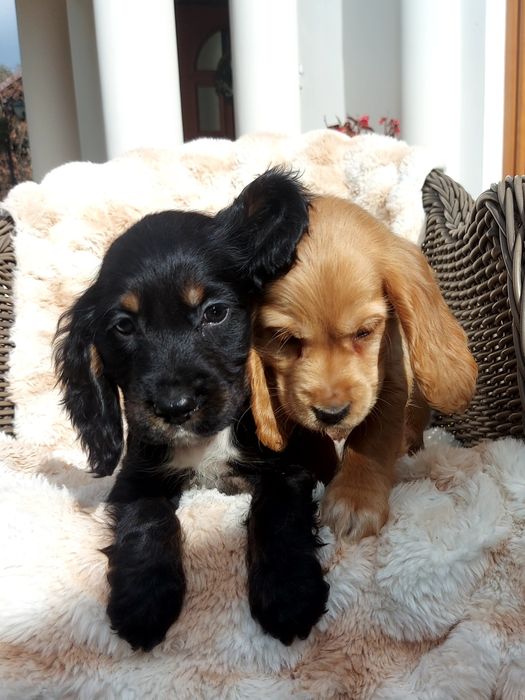Piesek Cocker Spaniel Angielski