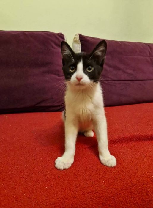 Małe kotki do adopcji