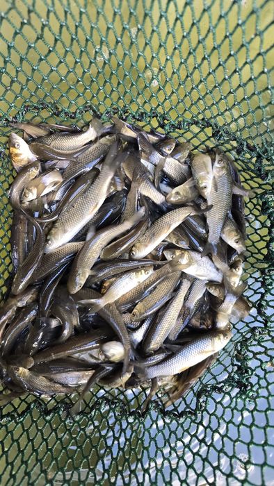 Karp amur karaś popsolity