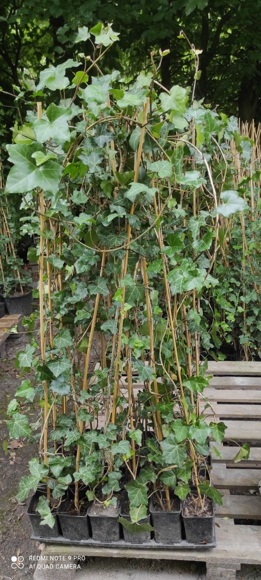 Bluszcze Hedera Helix duży wybór
