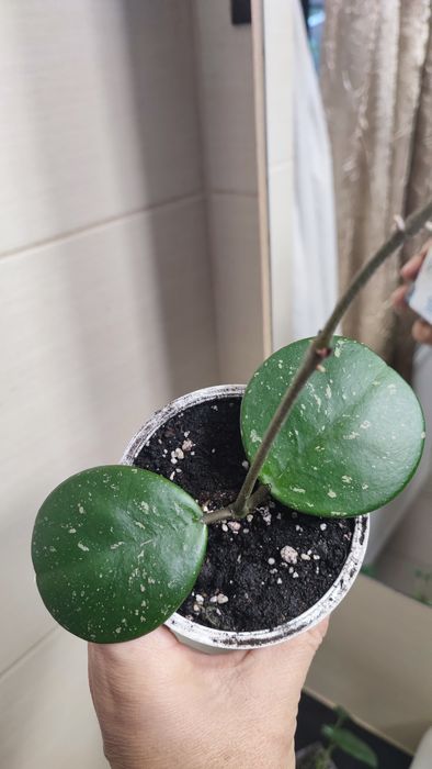 Hoya Obovata Picta