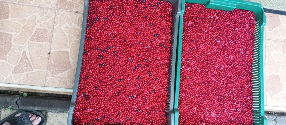 Продам черніку  і брусніку 2025
