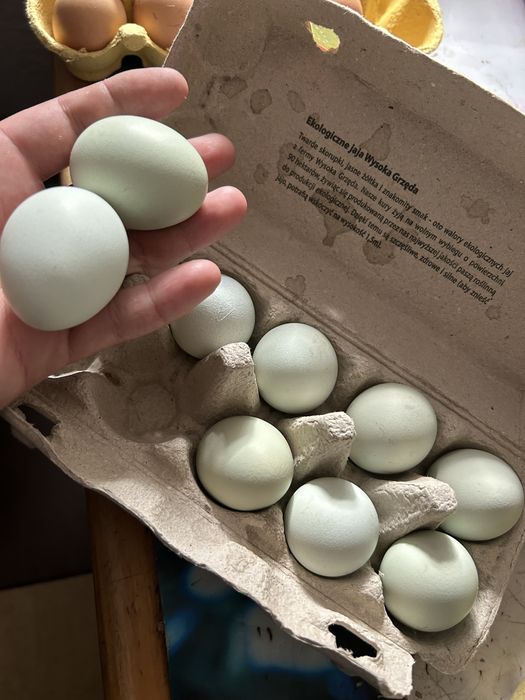 Sprzedam Jajka wiejskie i Jajka zielononóżki z wolnego wybiegu)