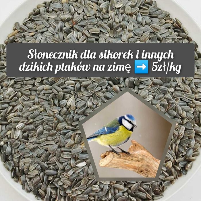 Słonecznik drobny czarny dla sikorek, ptaków do karmnika i papug, 20kg