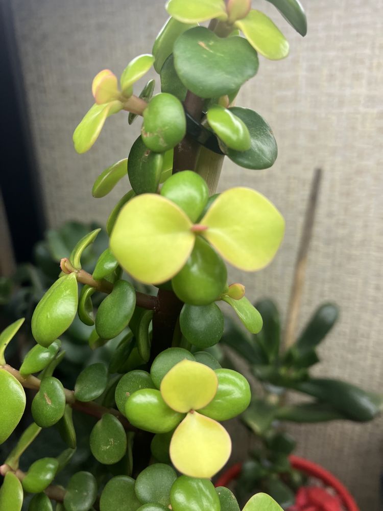 Крассула Curly Green Variegated