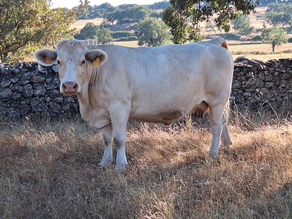 Vacas cordas charoles