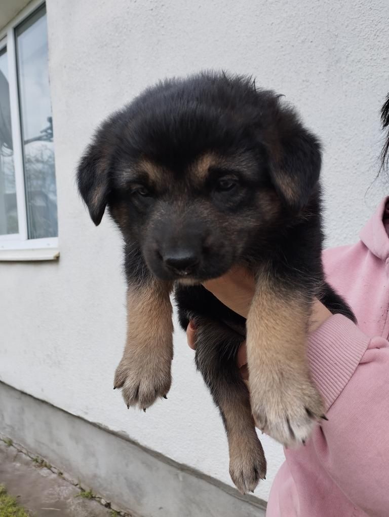 Віддам у добрі руки цуценят