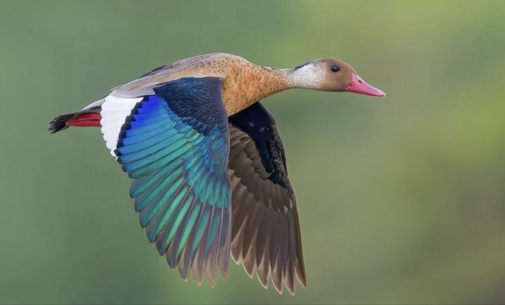 Patos exoticos casais