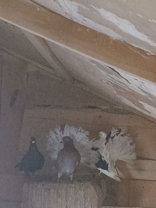 Gołębie pawie sprzedam