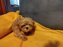 Śliczna sunia maltipoo