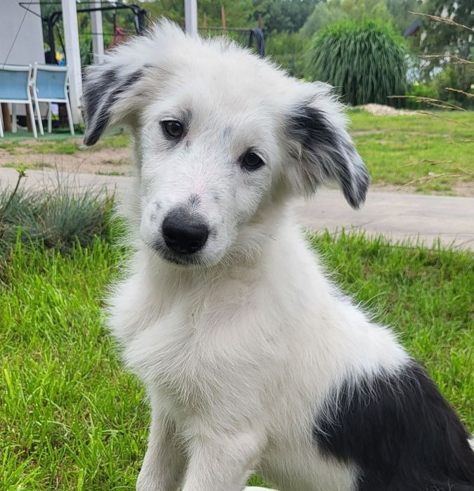 Border Collie- szczeniaczek, Zen- chip, rodowód, WKU, PPK