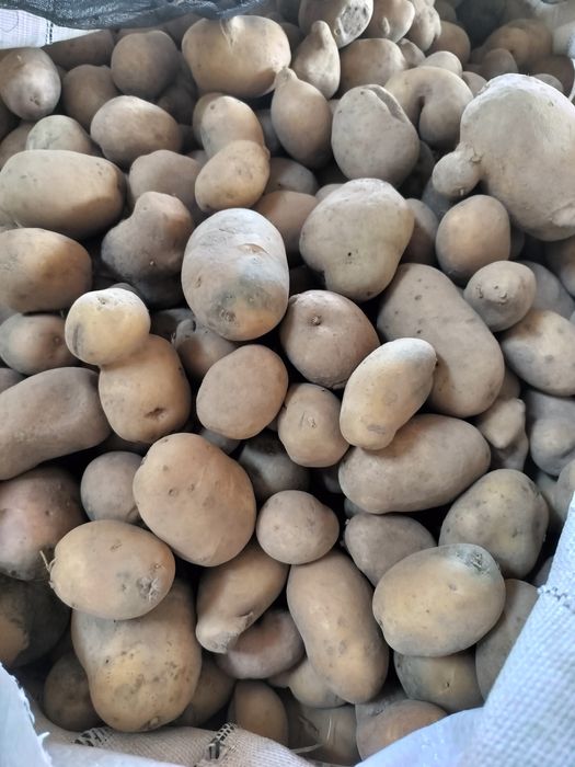 Ziemniaki Kartofle odpadowe paszowe