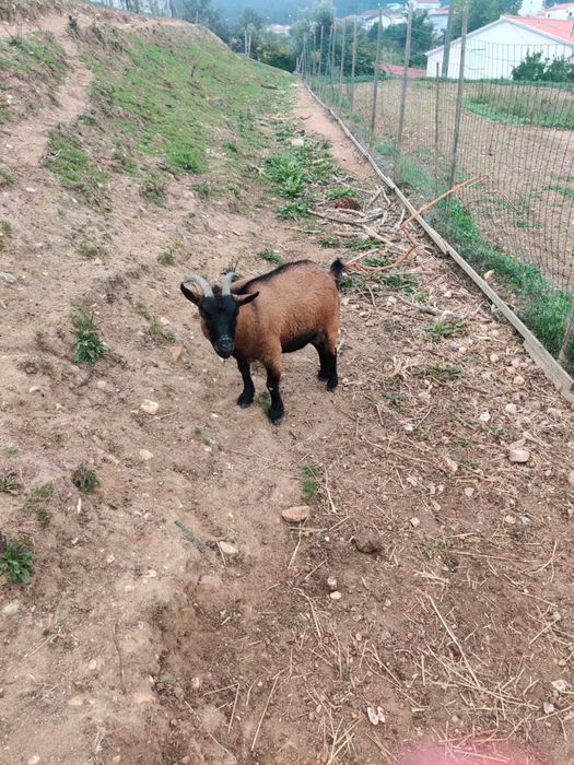 Duas Cabras Anãs com 3 anos idade