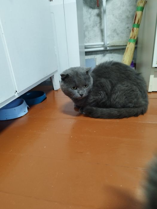 котик шукає господаря