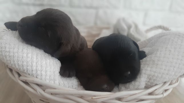 Labrador retriever czekoladowe i czarne szczeniaki