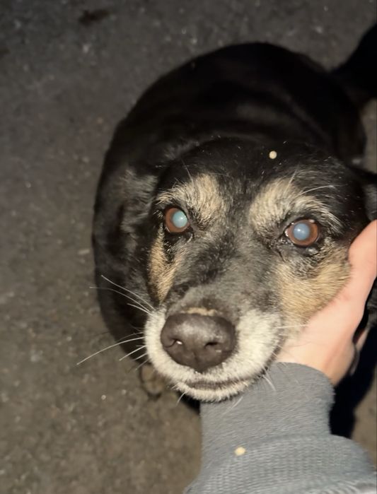 Собачка ищет дом и семью