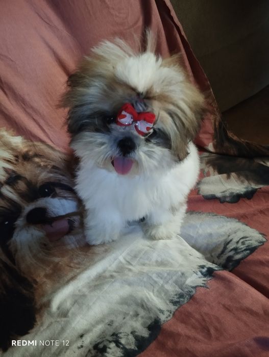 Suczka Shih Tzu z rodowodem