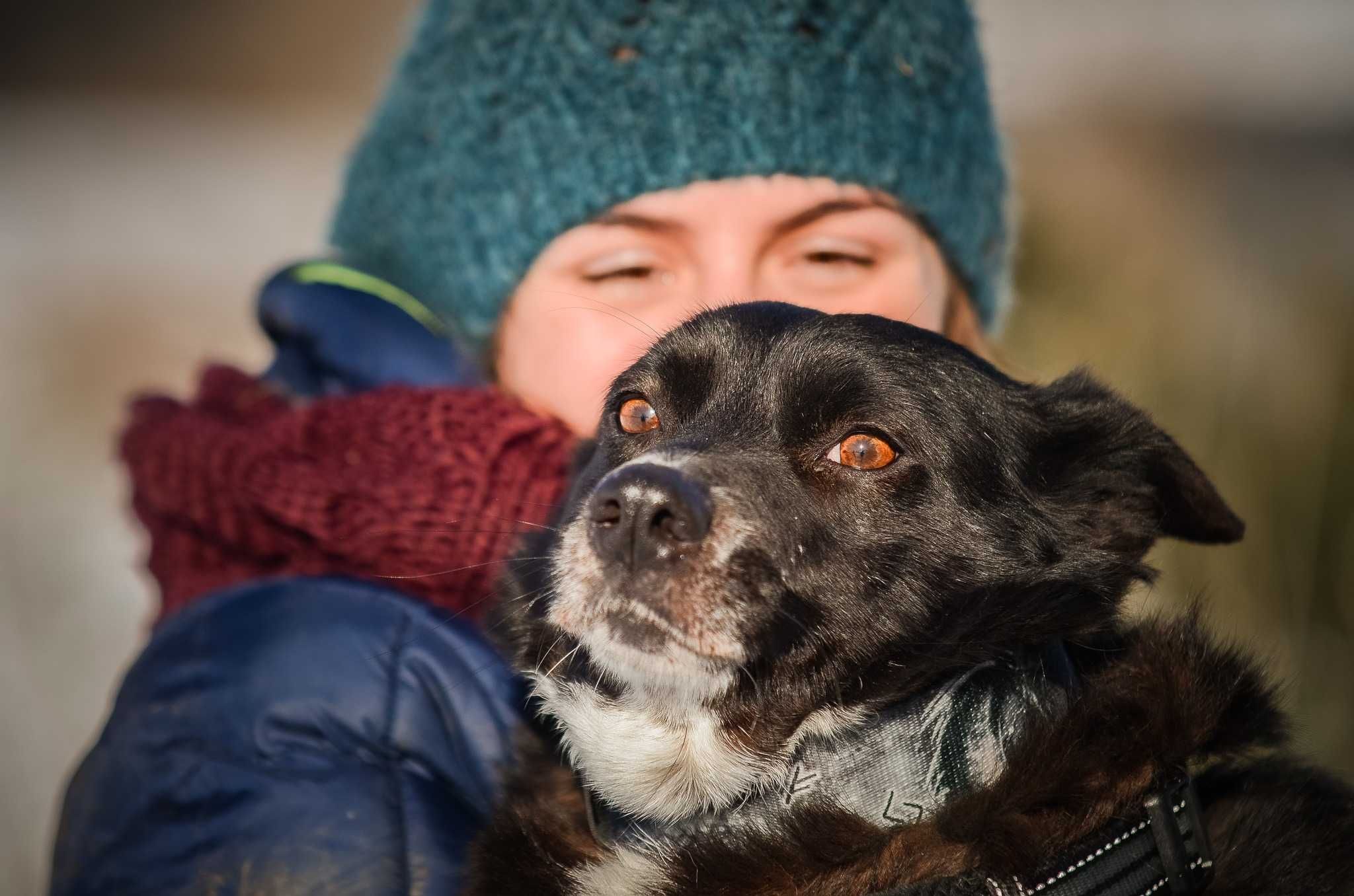 Piękny pies Krepelek szuka domu! adopcja psa