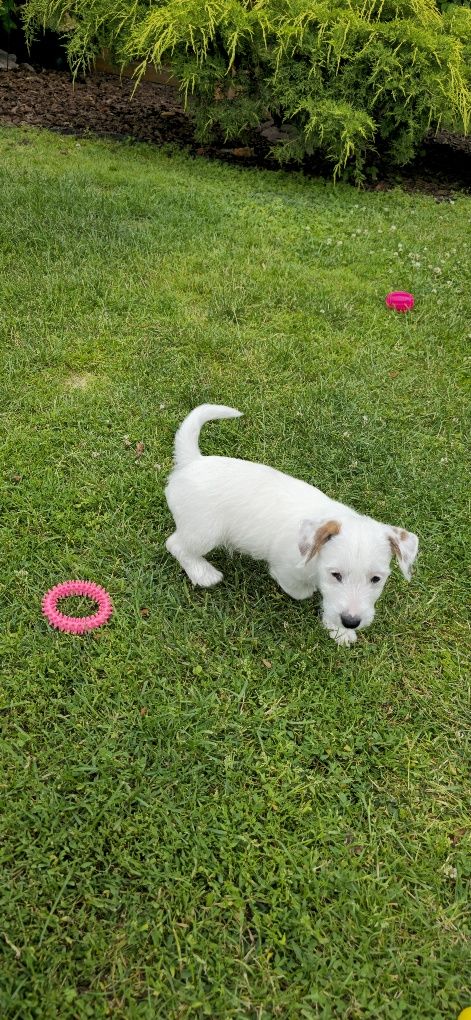 Jack Russell Terrier ZKwP FCI piesek