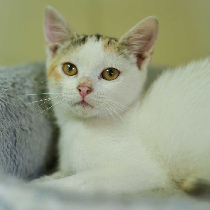 Blanka - pełna uroku i radości kotka