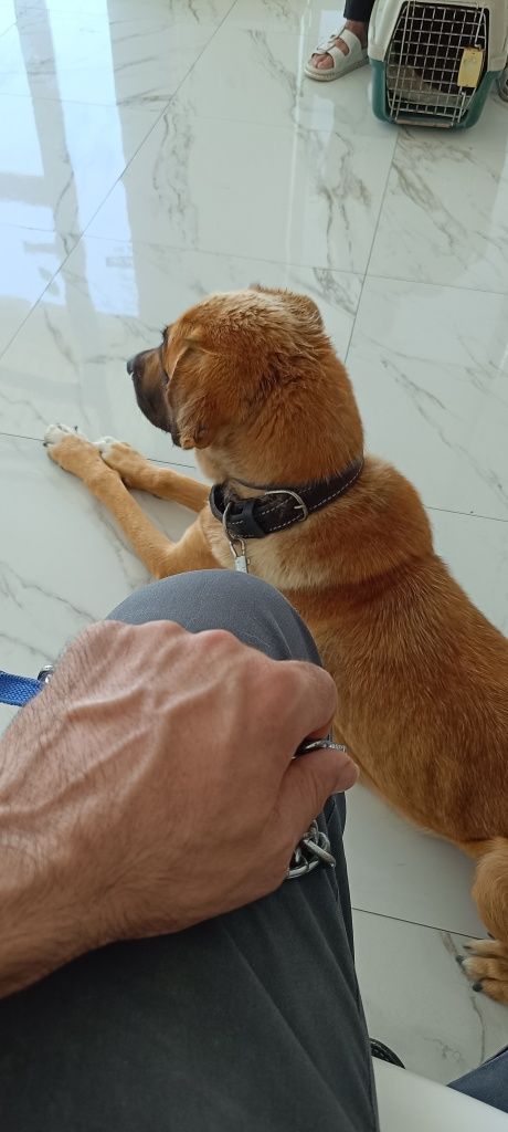 Cachorros para adoção responsável