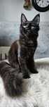 Maine coon kotka czarna kocica