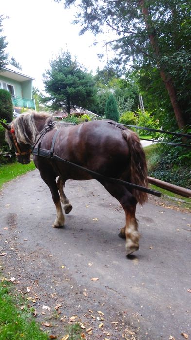 Klacz zimnokrwista źrebna