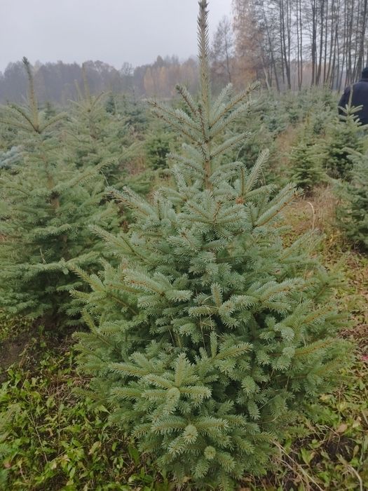 Świerk Srebrny Hurt i Detal