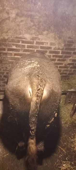 Продам бика живою вагою