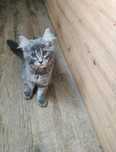 Kot kocur Maine coon, gotowy do odbioru