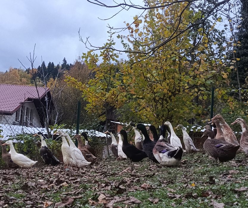 Biegus indyjski i kaczka staropolska