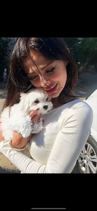 ‼️БілосНіжні Мальтипу\пудель