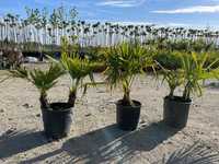 Palma mrozoodporna - Trachycarpus Fortunei doniczka 10 L