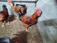 Galos vermelhos  caseiros