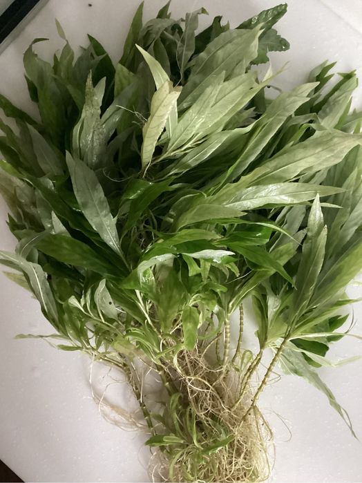 Неприхотливые аквариумные растения