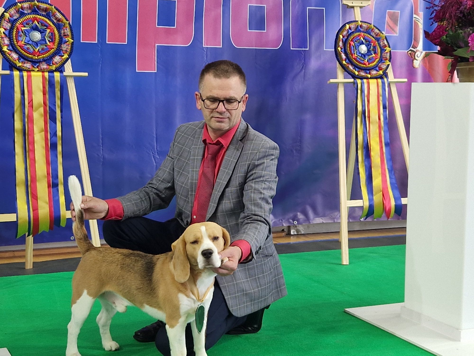 BEAGLE- Piesek po* Grand  Championach FCI *Badania , Profil DNA*