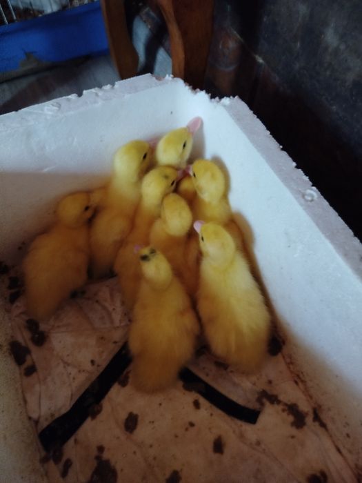 Каченята мускусна індокачка